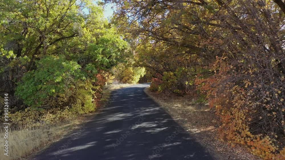 Moving over road covered in trees as person on bike rides by through the colorful leaves Moving over road covered in trees as person on bike rides by through the colorful leaves