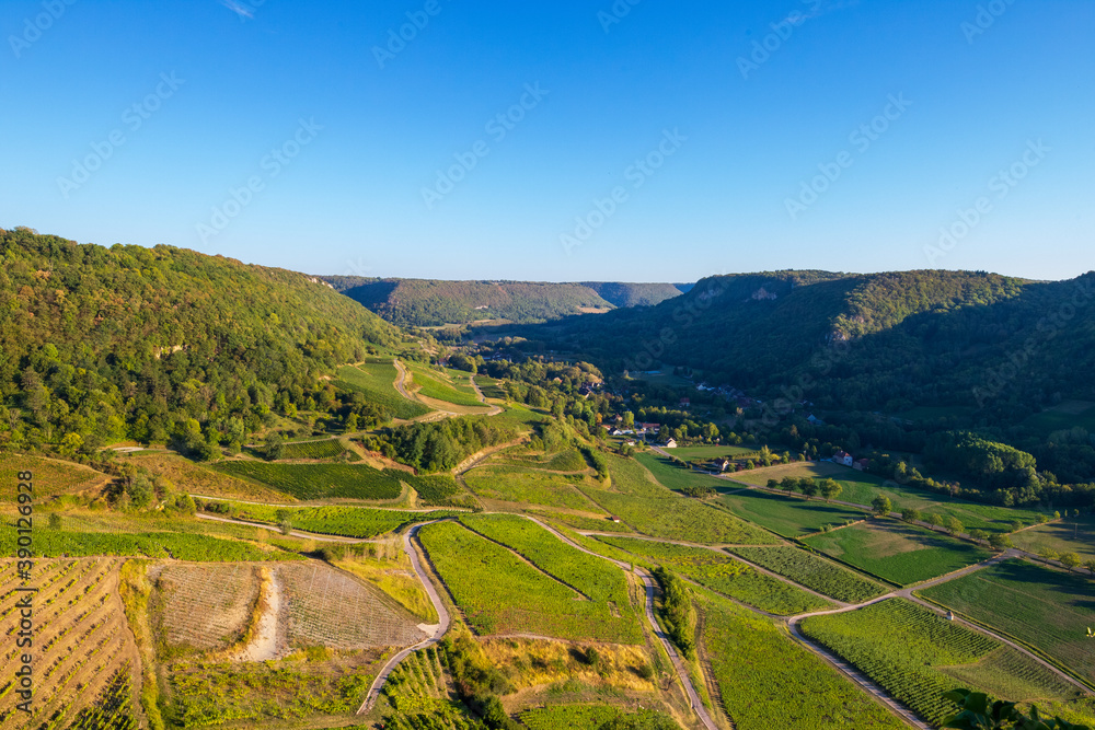 Obraz premium vineyard in region