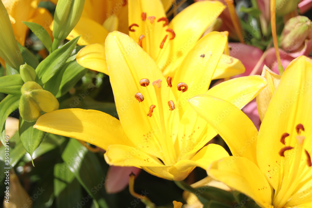 ユリの花 ユリの花