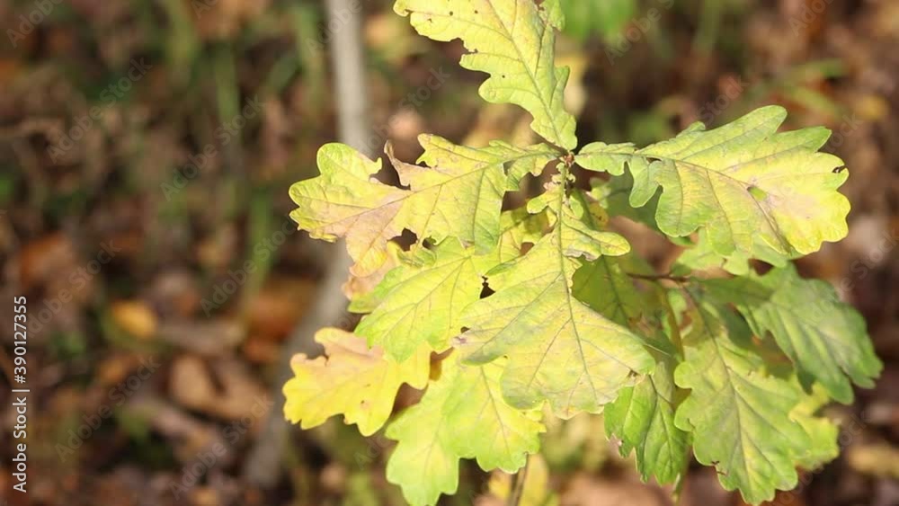 Oak leaves in autumn. Autumn colors in nature. Young oak tree in the forest. Yellow foliage. Oak leaves in autumn. Autumn colors in nature. Young oak tree in the forest. Yellow foliage.