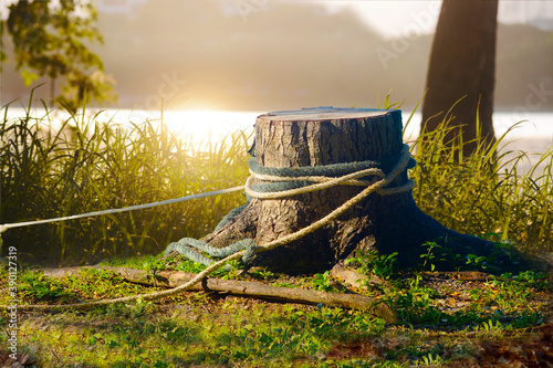 The stump of the felled tree in the summer garden on the green meadow