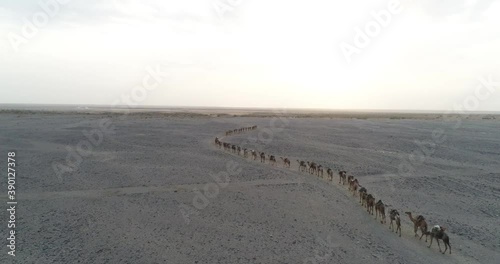 Aerial view above camel caravan from Afar people in Dallol desert, Ethiopia