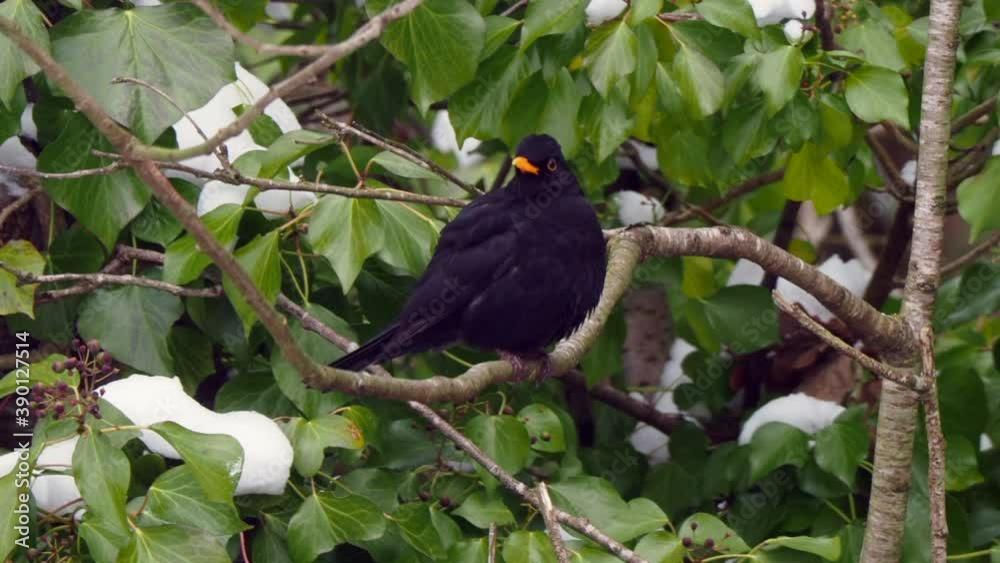 male blackbird perched on a branch of a tree in the forest in a nature reserve in the United Kingdom male blackbird perched on a branch of a tree in the forest in a nature reserve in the United Kingdom