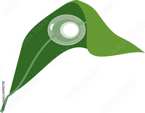 Egg of crested newt on green plant leaf isolated on white background