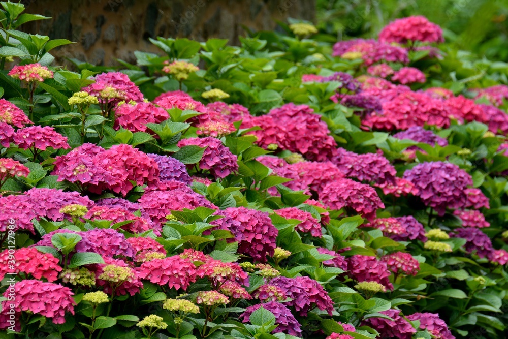 Beautiful hydrangea flowers in Brittany. France Beautiful hydrangea flowers in Brittany. France