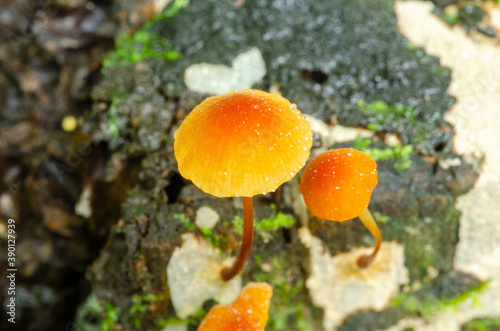 Brown blurry mushroom flower in moist forest with blurred pattern background.