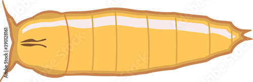 Pupa of fruit fly (Drosophila melanogaster) isolated on white background