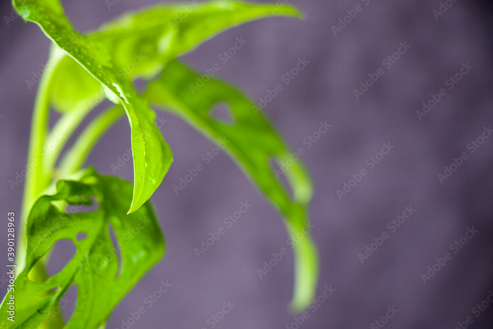 Monstera Adansoni leaves background, urban and house plants Monstera Adansoni leaves background, urban and house plants