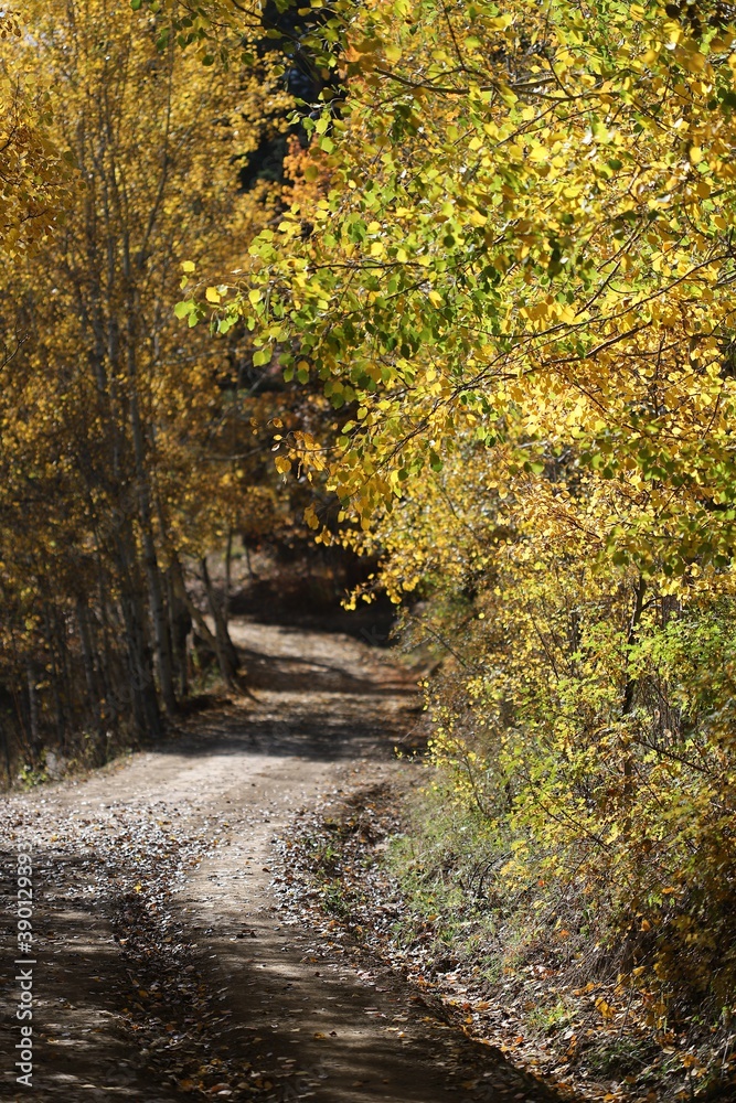 Beautiful autumn landscape with fallen dry red leaves, road through the forest and yellow trees.turkey