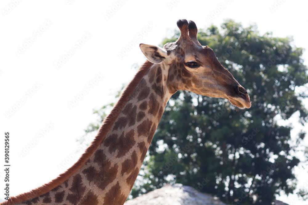giraffe standing outdoors with a tree and white background giraffe standing outdoors with a tree and white background