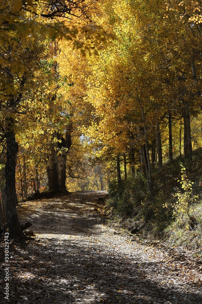 Beautiful autumn landscape with fallen dry red leaves, road through the forest and yellow trees.turkey