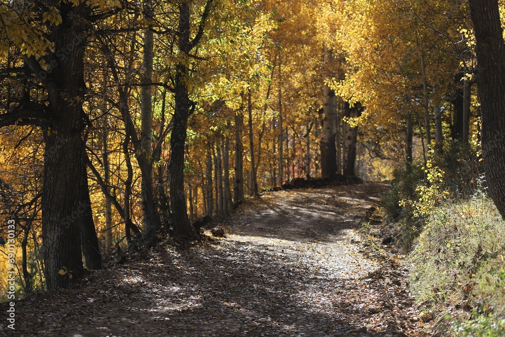Beautiful autumn landscape with fallen dry red leaves, road through the forest and yellow trees.turkey