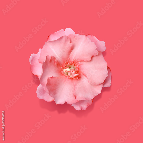 Exotic pink flower on a pastel colour background. Tropical Wedding flower,Holiday, Women's Day, Flower Card, beauty. wedding invitation