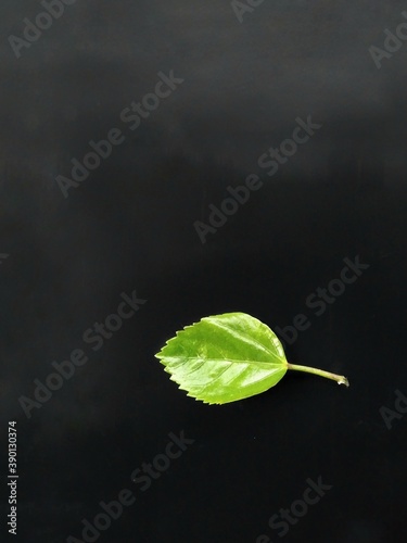 Photo of A Hibiscus green leaf in a black background. Scientific Name :Hibiscus rosa-sinensiss