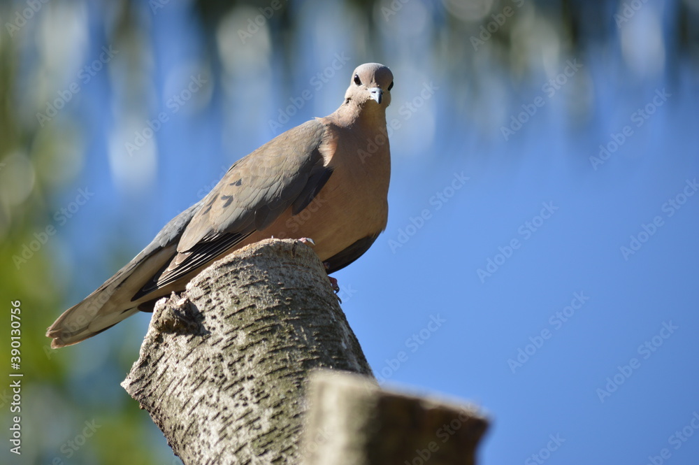 Obraz premium Birds in nature