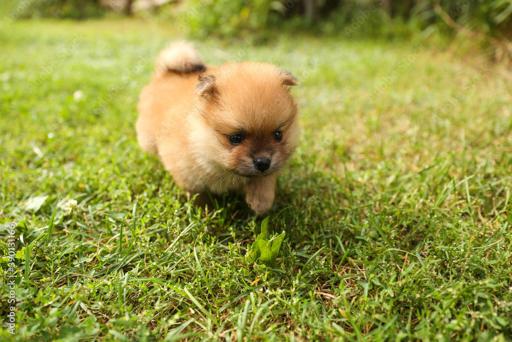 Spitz puppy is walking on the grass