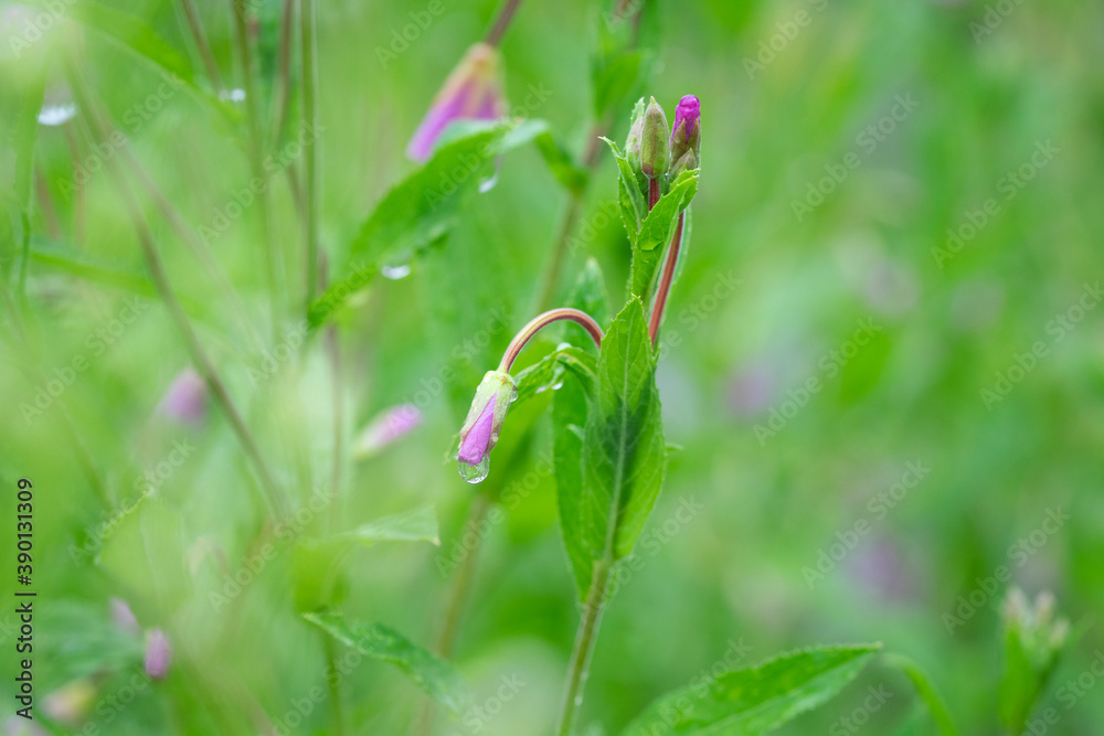 Blumenwiese