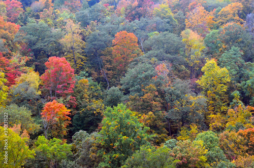 Photo of the autumn leaves