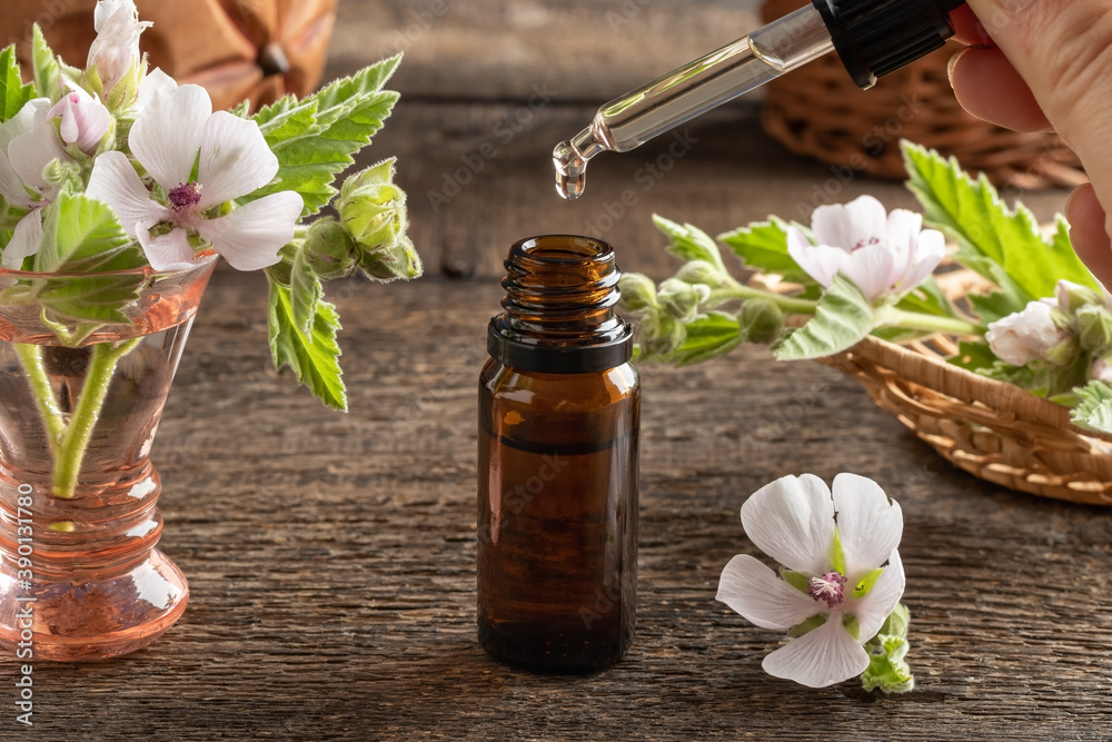 A bottle of marshmallow root tincture with fresh Althaea officinalis plant A bottle of marshmallow root tincture with fresh Althaea officinalis plant