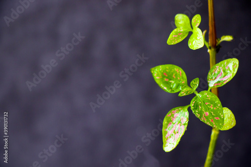 House room urban plant background, green leave background, houseplant close-up and macro, gardening