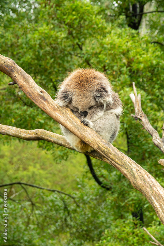Fluffy sleeping koala on eucalyptus tree in Australia Fluffy sleeping koala on eucalyptus tree in Australia
