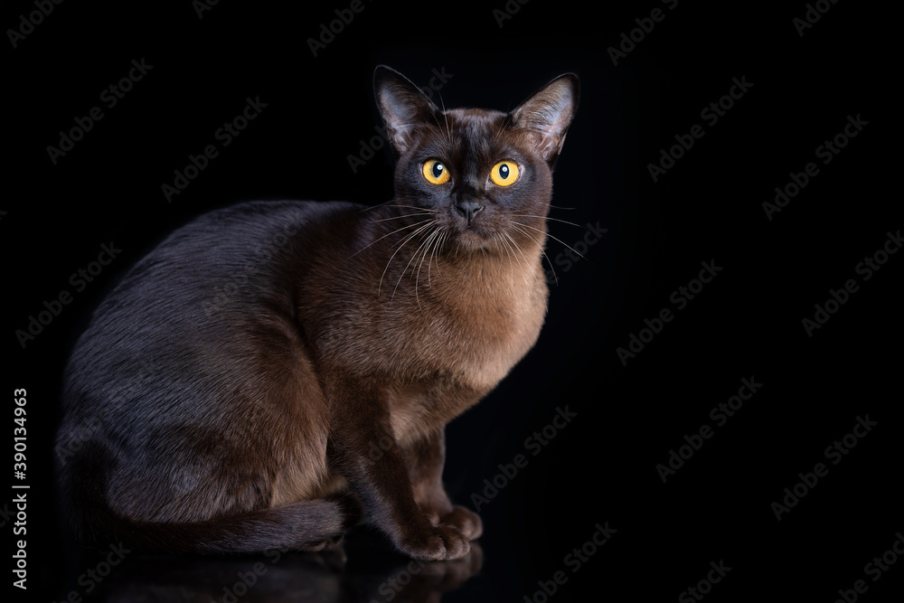 Burma cat , Young cat on black background. Black friday