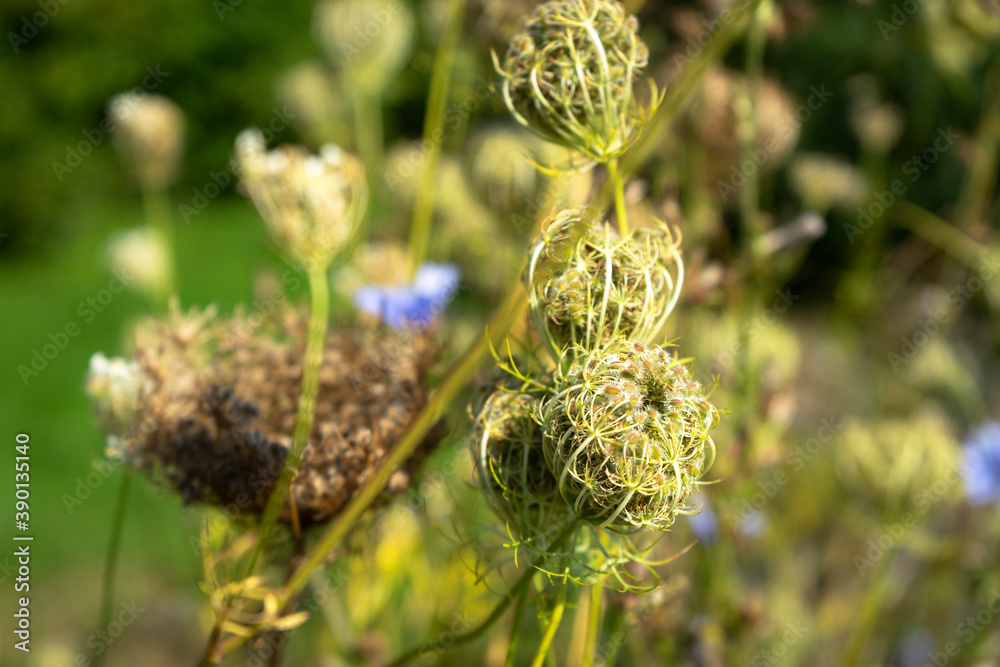 Herbstblumen, verwelkt