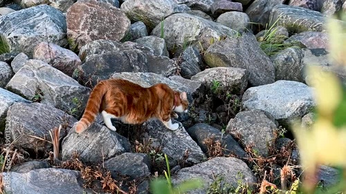 Brown soft cute cat slowly walks on some stones during sunset