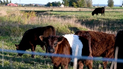 Young belted galloway calf in pasture during sunset