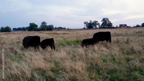 Galloway cattle cows calmly eating grass in a pasture
