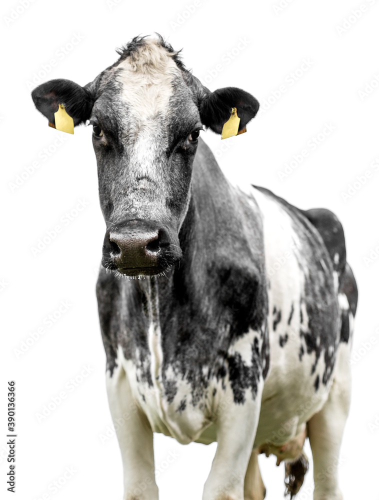 cow  isolated