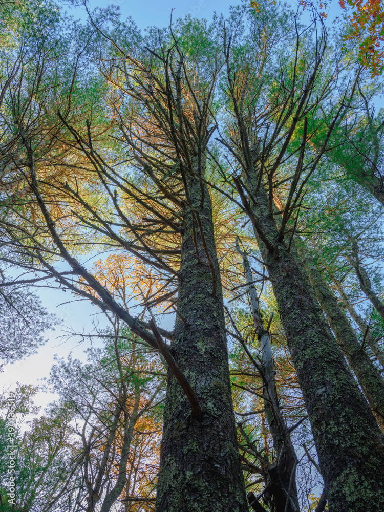 Old Tall Moss Covered Pine Trees on Glacial Moraine Trail on Cape Cod in Autumn Forest Old Tall Moss Covered Pine Trees on Glacial Moraine Trail on Cape Cod in Autumn Forest