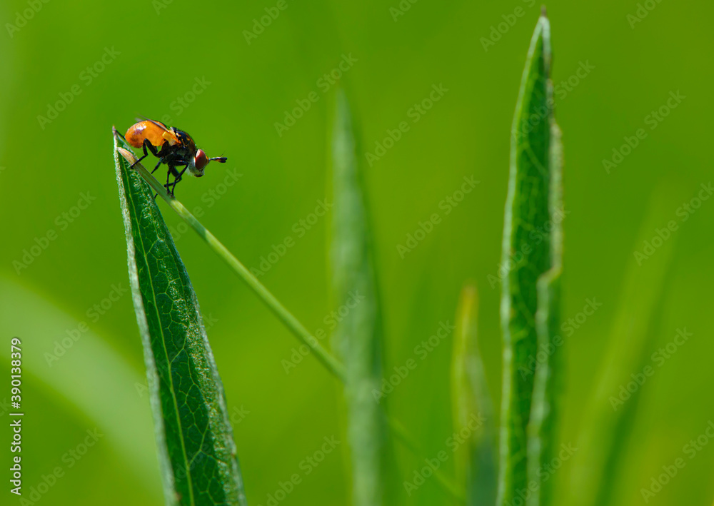 fly sits on grass on a green background fly sits on grass on a green background