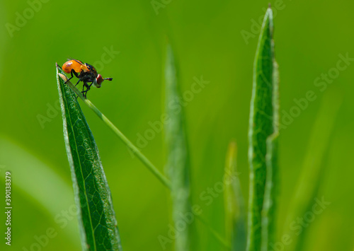 fly sits on grass on a green background