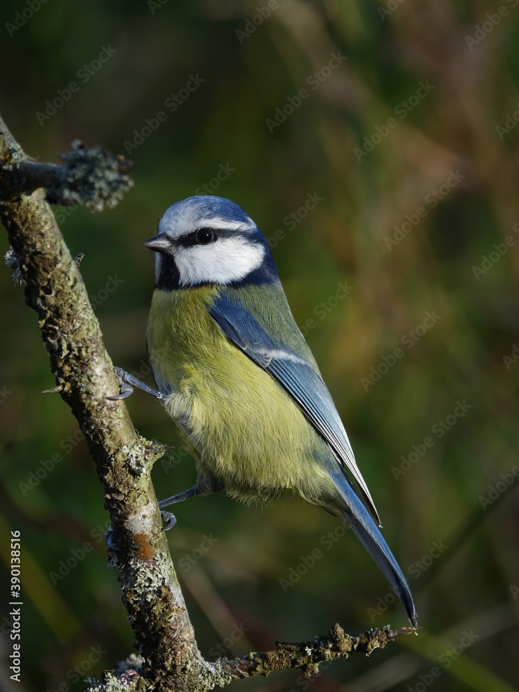 blue tit (Cyanistes caeruleus)