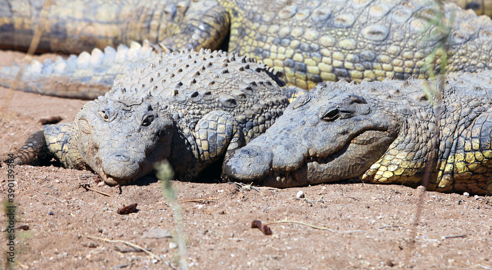 Close up of crocodiles, Etosha National Park Namibia 