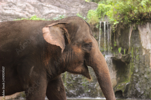 a smiling elephant waiting to eat