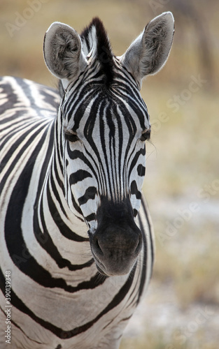 Close up of a Zebra  Etosha National Park Namibia 