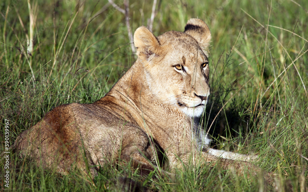 Lion cub resting in long grass, Eastern Cape, South Africa Lion cub resting in long grass, Eastern Cape, South Africa