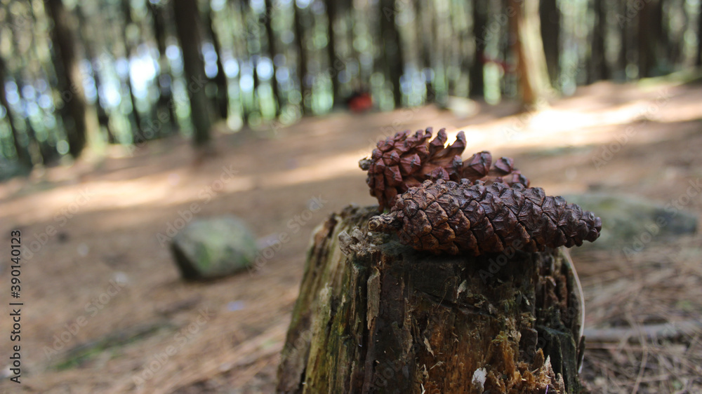 Two pine cones on top of a dead tree Two pine cones on top of a dead tree
