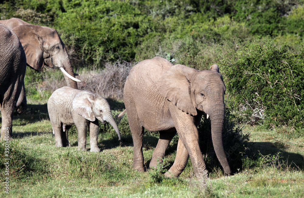 Fototapeta premium Young elephants, Eastern Cape South Africa