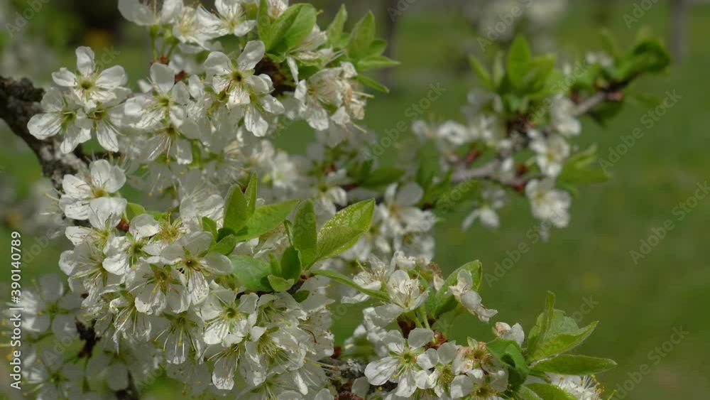 Weiße Blüten und junge grüne Blätter am Zweig eines Obstbaumes im Frühling in Nahaufnahme Weiße Blüten und junge grüne Blätter am Zweig eines Obstbaumes im Frühling in Nahaufnahme