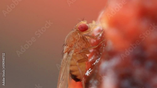 Close up de mosca da fruta (Drosophila)