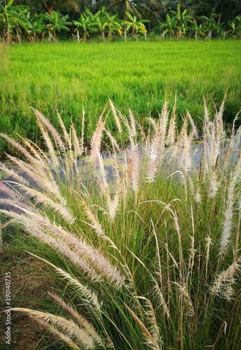 rice field