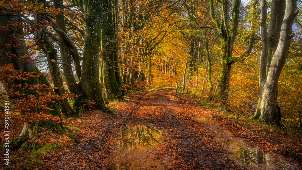 Obraz premium Autumn Colours on a country lane near Balfron in Scotland
