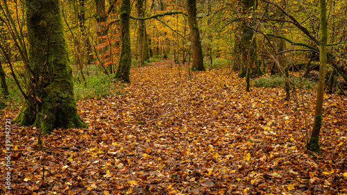 Autumn trail in the woods in the Campsie Fells, Scotland