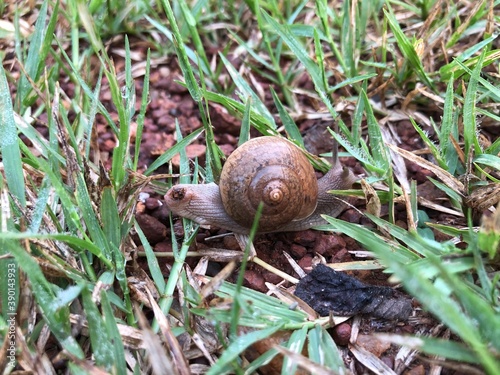 snail on a leaf