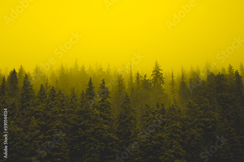 Foggy yellow forest darkness winter mystery