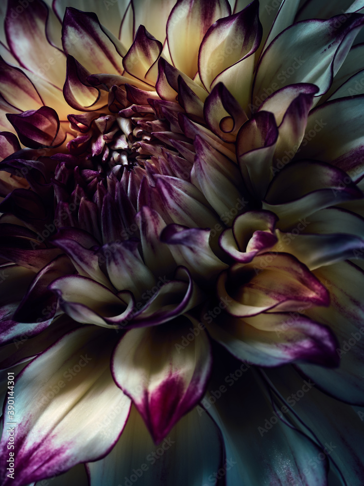 Macro photography of dahlia flower