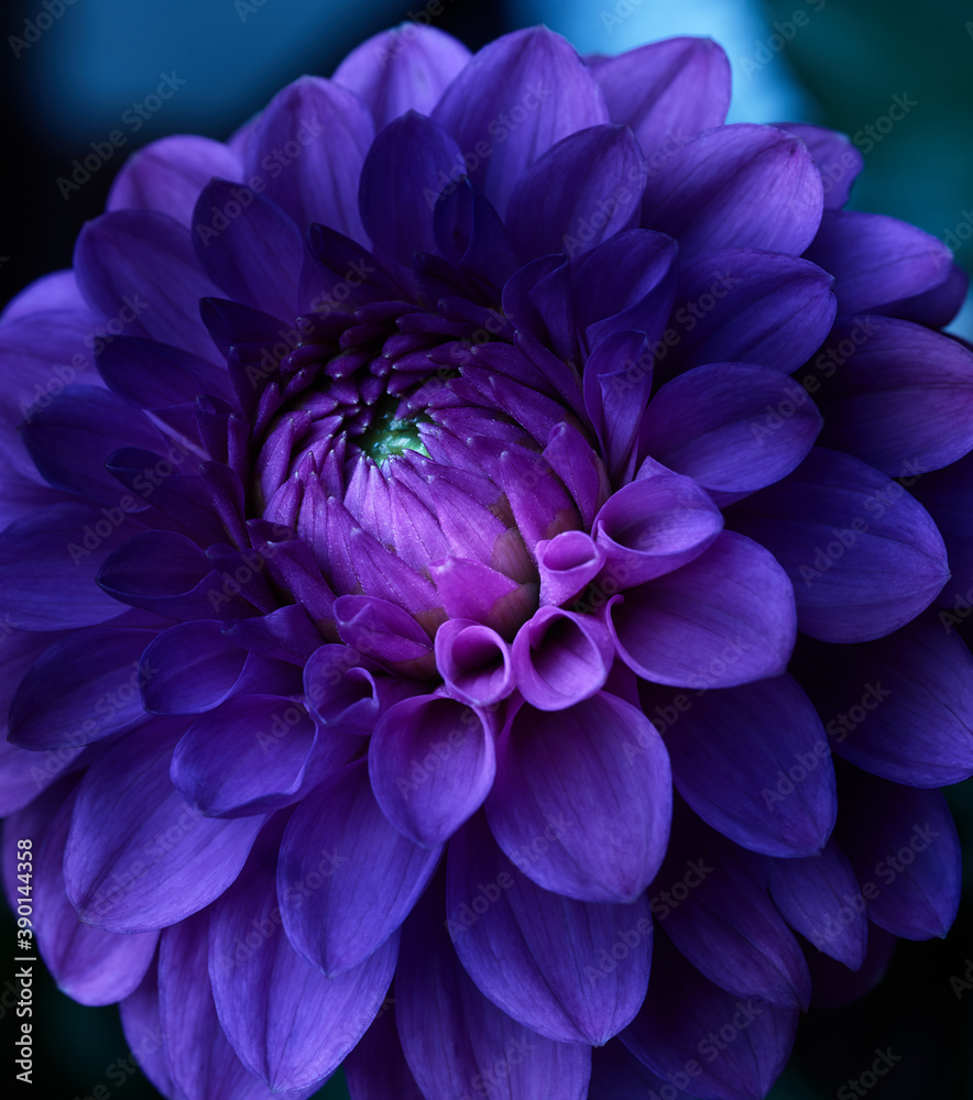 Purple dahlia close up shot